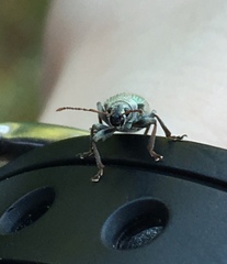 Parascythopus apollinis