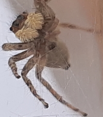 Menemerus semilimbatus