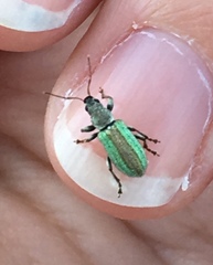 Parascythopus apollinis