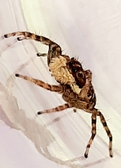 Menemerus semilimbatus