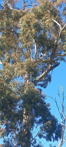 Gang-gang Cockatoo