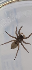 Menemerus semilimbatus