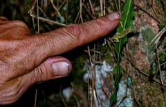 Rhampholeon tilburyi