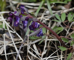 Corydalis ambigua