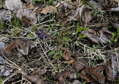 Corydalis ambigua