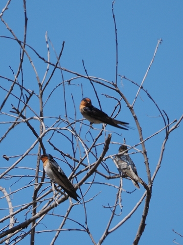 Welcome Swallow