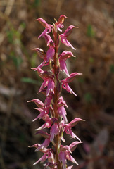 Anacamptis sancta