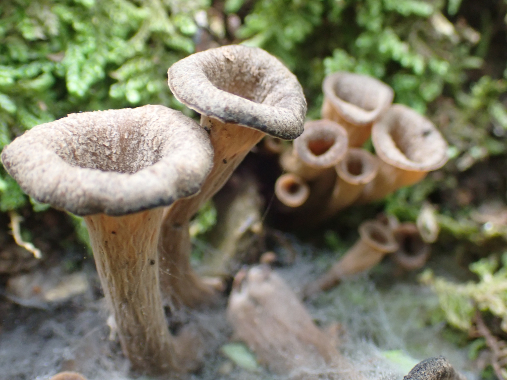 Eastern Black Trumpet · August 2026 · photo: Photo: no rights reserved · iNaturalist