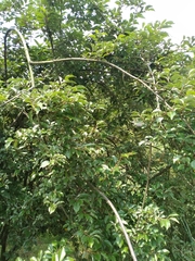 Elaeagnaceae