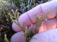 Lepidothamnus laxifolius