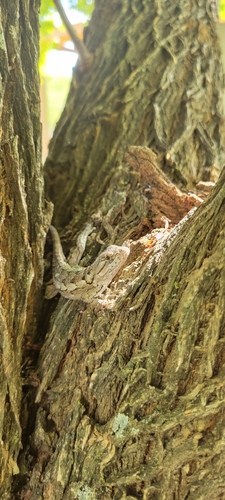 Texas Spiny Lizard