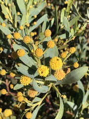 Acacia anceps