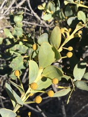Acacia anceps