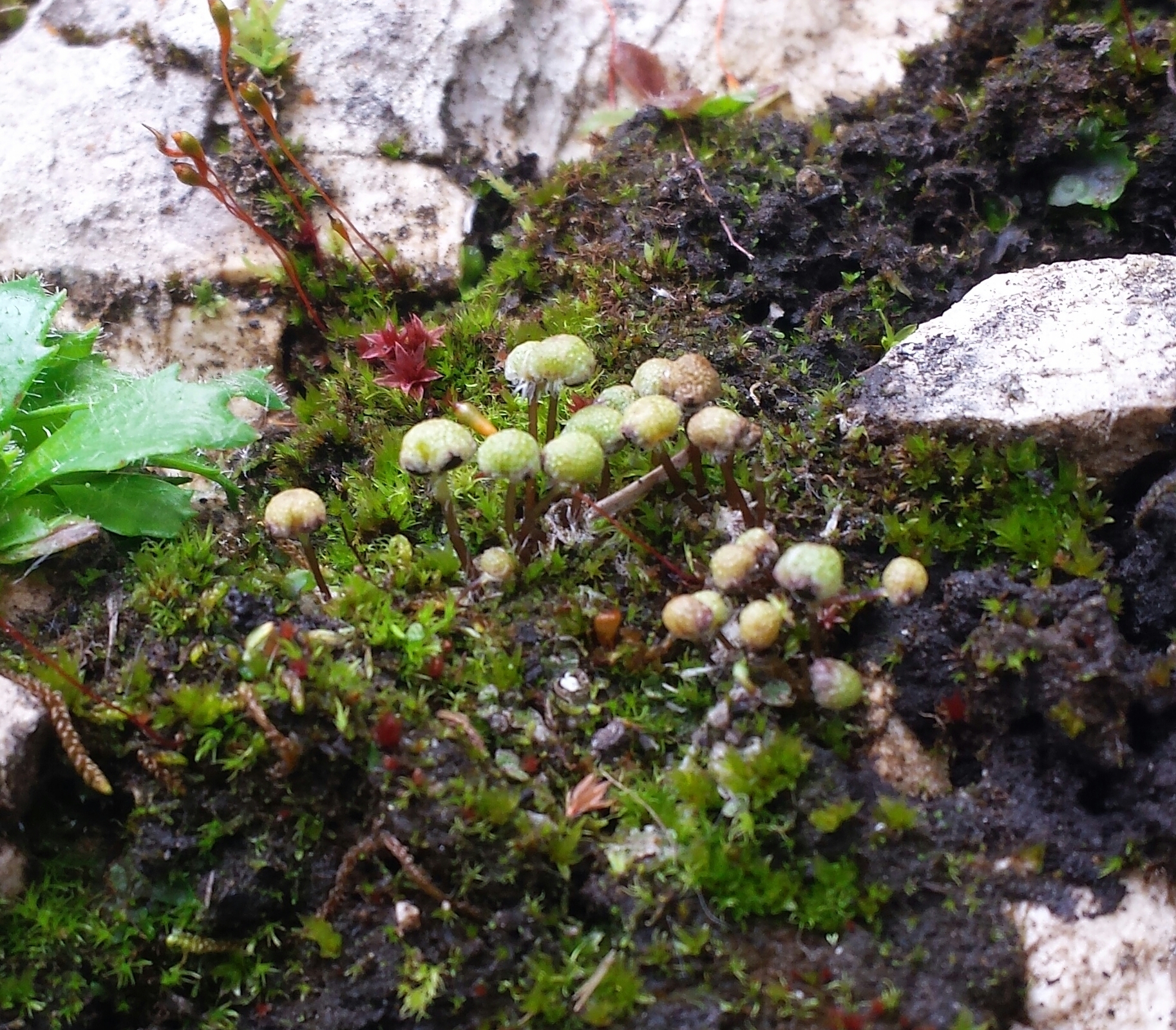 Mannia pilosa