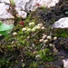 Small Macewort - Photo (c) Stefan Gey, some rights reserved (CC BY-NC), uploaded by Stefan Gey