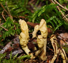 Cordyceps cranstounii