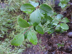 Schinus patagonica