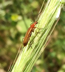 Rhagonycha nigritarsis