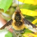 Bee Flies - Photo (c) Kurt Hennige, some rights reserved (CC BY-NC), uploaded by Kurt Hennige