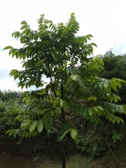 Bretschneidera sinensis