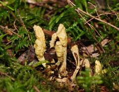 Cordyceps cranstounii