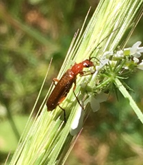 Rhagonycha nigritarsis