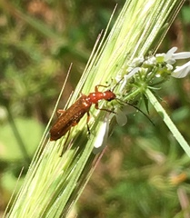 Rhagonycha nigritarsis