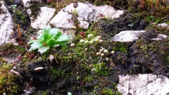 Mannia pilosa