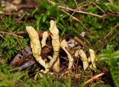 Cordyceps cranstounii