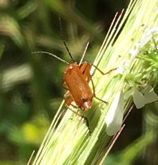Rhagonycha nigritarsis
