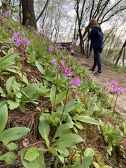 Primula fassettii