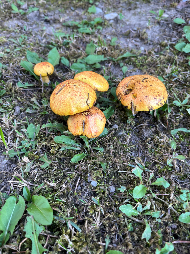 Chicken Fat Mushroom · August 2026 · photo: Photo: (c) Andrew Sebastian, some rights reserved (CC BY) · iNaturalist