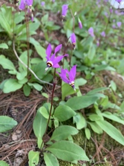 Primula fassettii
