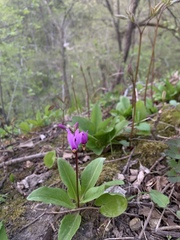 Primula fassettii