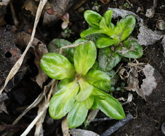 Epilobium glandulosum