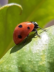 Coccinella septempunctata