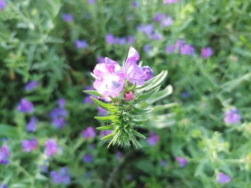 purple viper's-bugloss