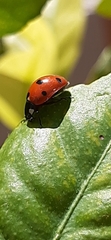 Coccinella septempunctata