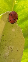 Coccinella septempunctata