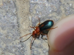Brachinus sclopeta