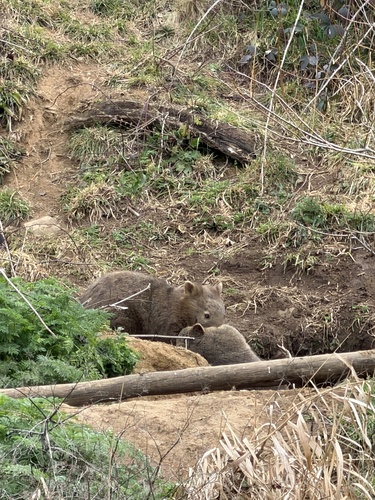 Mainland Wombat