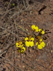 Trichocentrum cepula