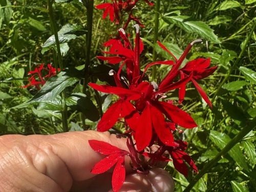 cardinal flower