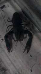 Cherax