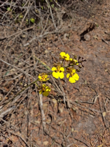 Trichocentrum cepula, photograph 3