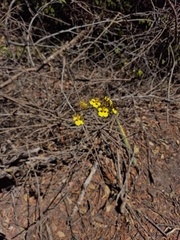 Trichocentrum cepula, photograph (c) Fabricio Carvalho da Silva, some rights reserved (CC BY)