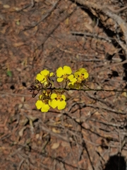 Trichocentrum cepula, photograph (c) Fabricio Carvalho da Silva, some rights reserved (CC BY)