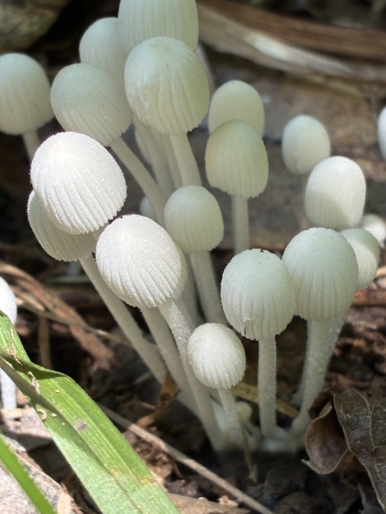 Trooping Crumble Cap · August 2026 · photo: Photo: no rights reserved · iNaturalist