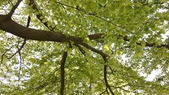 Fagus sylvatica