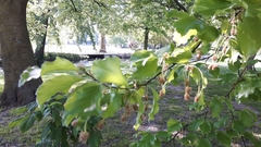 Fagus sylvatica